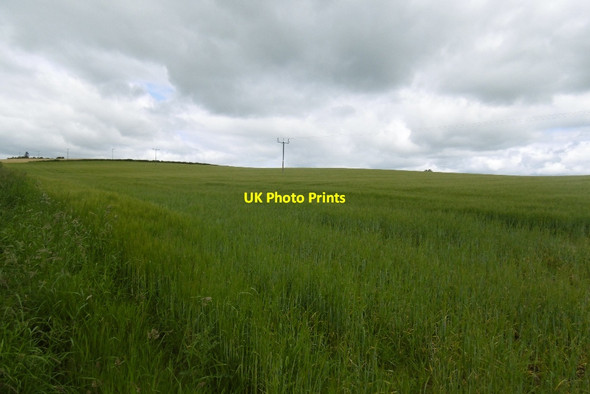 Photo 6"x4" Barley, Pitendynie Moneydie c2017