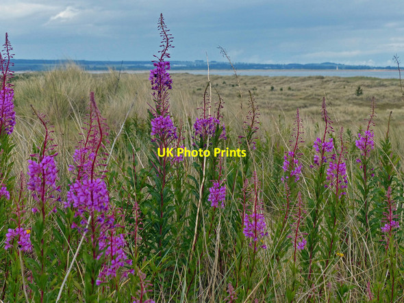 Photo 6"x4" Rosebay willowherb Tentsmuir Sands c2017