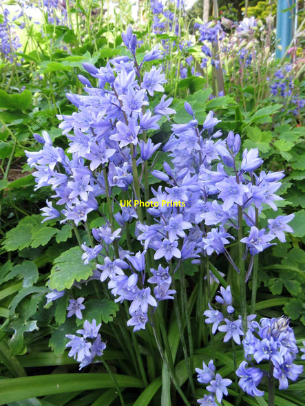 Photo 6"x4" Spanish bluebells in Pannett Park Whitby\/NZ8910 c2016