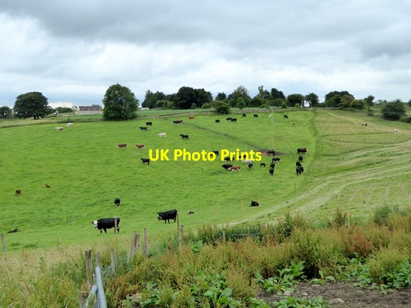 Photo 6"x4" Cattle on Fuddlebrook Hill Marshfield\/ST7773 c2017