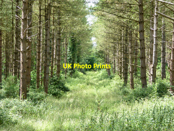 Photo 6"x4" Ride, King's Forest Wordwell c2017