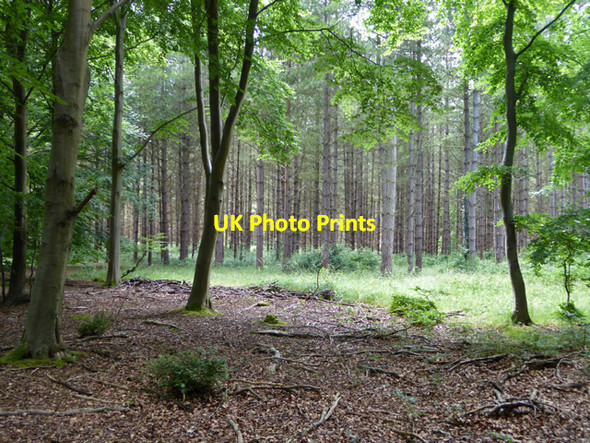 Photo 6"x4" In King's Forest Icklingham c2017