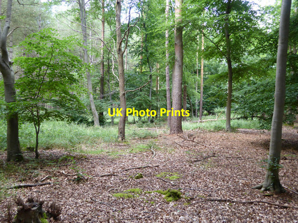 Photo 6"x4" In King's Forest Icklingham c2017
