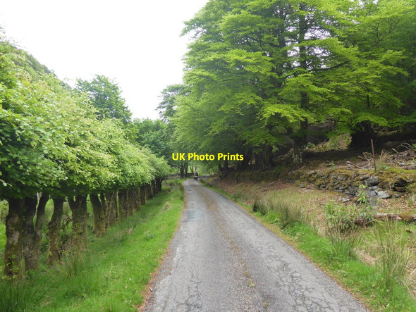Photo 6"x4" Old beech hedge by Cruach nam Meann Shielfoot c2017