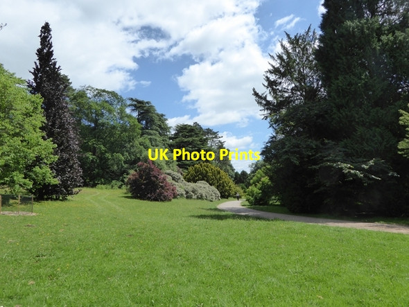 Photo 6"x4" Path at the northern end of Silk Wood Westonbirt c2017