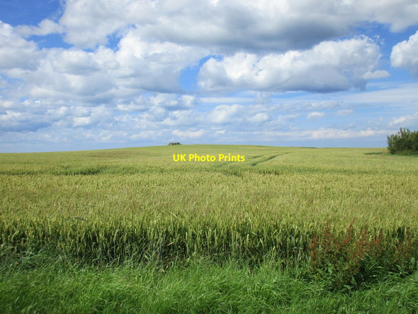 Photo 6"x4" Wheatfield and hilltop pillbox Aldbrough c2017