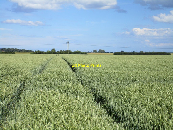 Photo 6"x4" Wheatfield off Flinton Road Westhill\/TA2239 c2017
