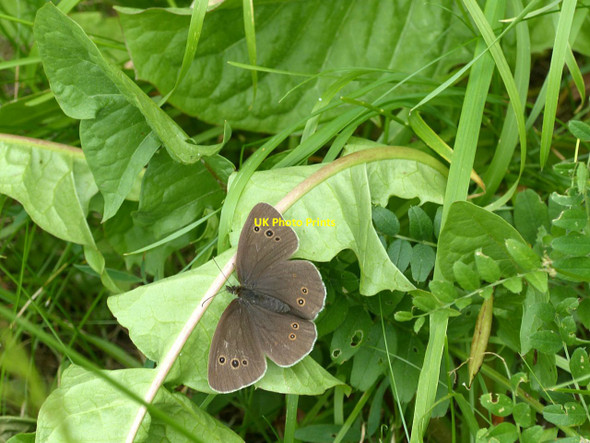 Photo 6"x4" Ringlet butterfly Doughton\/ST8791 c2017