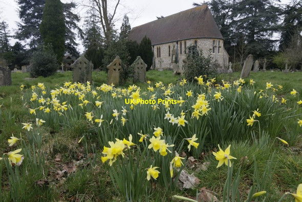 Photo 6"x4" Daffodils at St John Cold Harbour\/SU6379 c2017