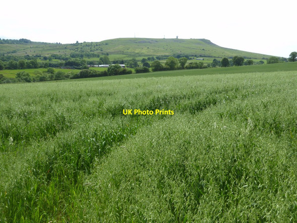 Photo 6"x4" Oat field and Clee Hill Bromdon c2017