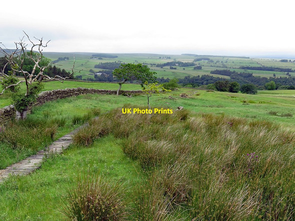 Photo 6"x4" Footpath near Harlow Bower Bearsbridge c2017