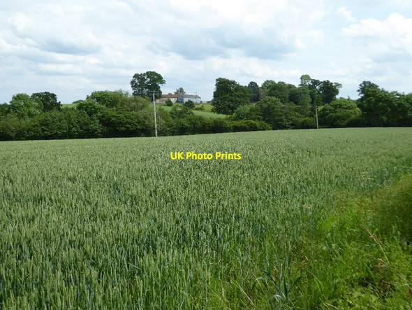 Photo 6"x4" Wheat field near Stepple Hall Oreton c2017