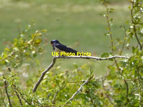 Photo 6"x4" Swallow at WWT Slimbridge Shepherd's Patch c2017