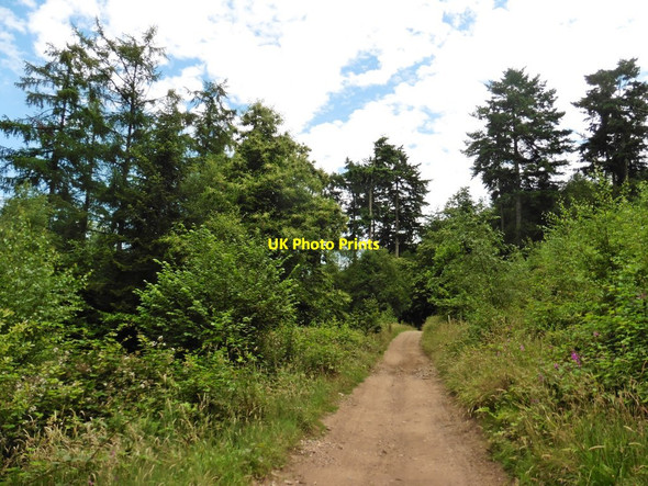 Photo 6"x4" Track, through Rowdon End Covert Fairmile\/SY0897 c2017