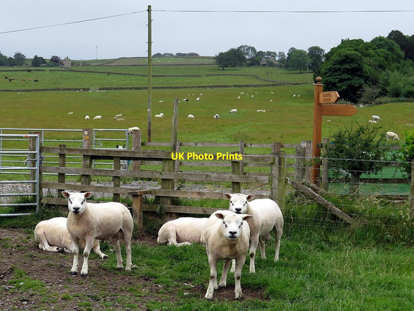 Photo 6"x4" Path near Chapel House Catton\/NY8257 c2017