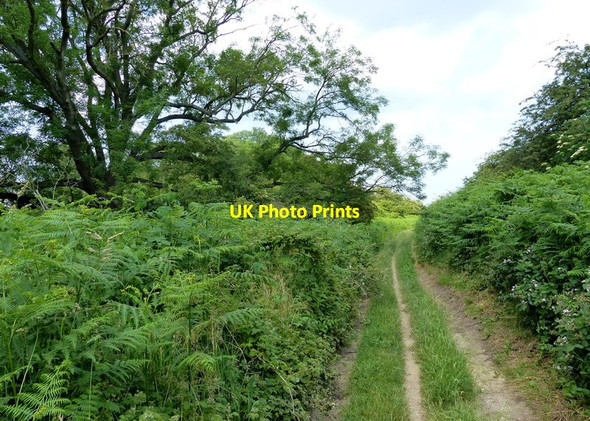 Photo 6"x4" Peddars Way at Hurn Covert Anmer c2017