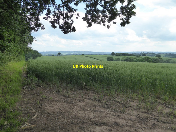 Photo 6"x4" Wheat field Hollywaste c2017