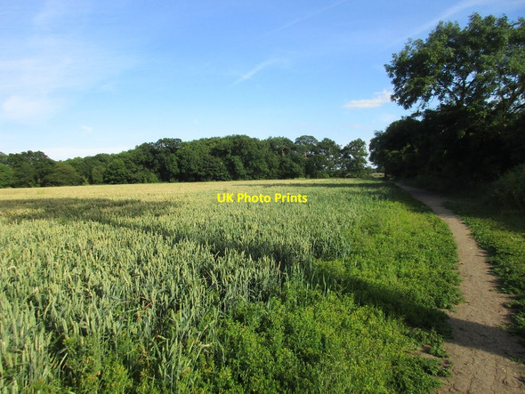 Photo 6"x4" Wheatfield within Weelsby Woods Cleethorpes c2017