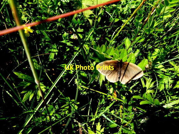Photo 6"x4" Meadow brown butterfly, Tullybryan Ballygawley\/H6357 c2017