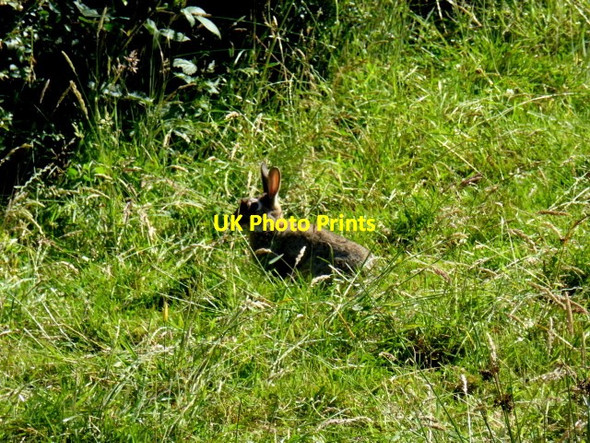 Photo 6"x4" Rabbit in long grass, Tullybryan Ballygawley\/H6357 c2017