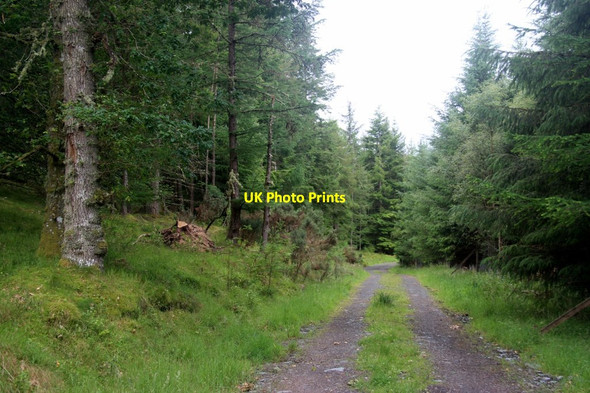 Photo 6"x4" Coniferous woodland, Barselton Methven c2017