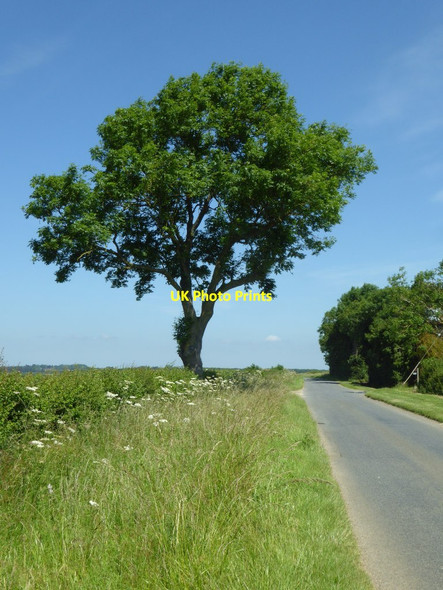 Photo 6"x4" A roadside tree Poulton\/SP1001 c2017