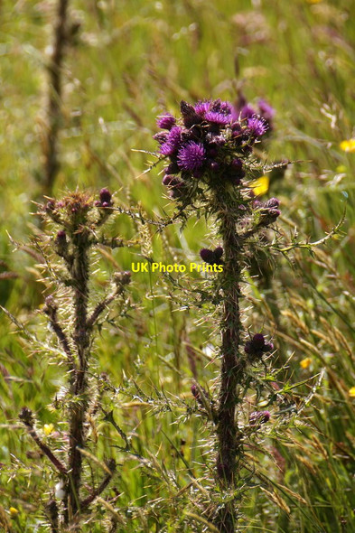 Photo 6"x4" Marsh Thistle (Cirsium palustre), Setter, Weisdale Weisdale c2017