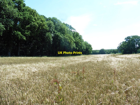 Photo 6"x4" New Plantation Hardington Marsh c2017