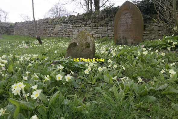 Photo 6"x4" Primroses Around the Grave Nuneham Courtenay c2017