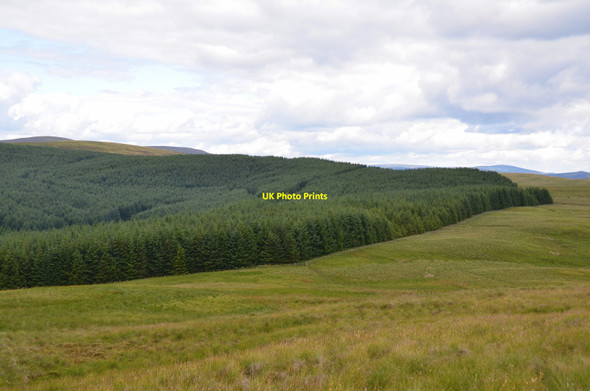 Photo 6"x4" Forestry plantation above Whitehope Rig Mountbenger c2017