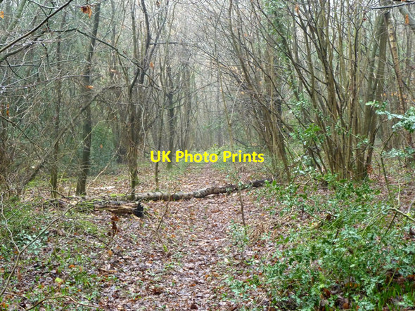Photo 6"x4" Woodland path, Kings Wood Selsdon c2011