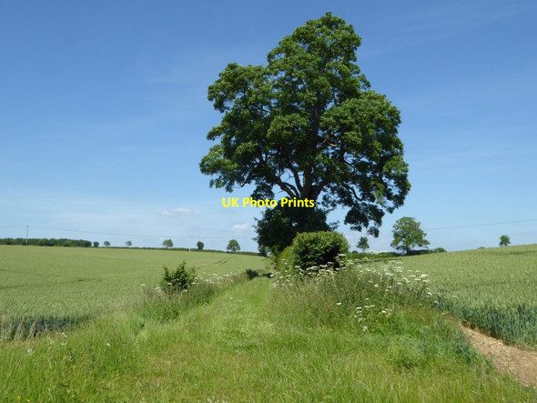 Photo 6"x4" Tree in a hedgerow Coln St Aldwyns c2017