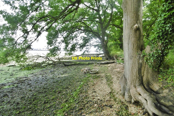 Photo 6"x4" Eling, fallen trees Totton c2017