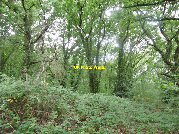 Photo 6"x4" Eling, woodland Totton c2017