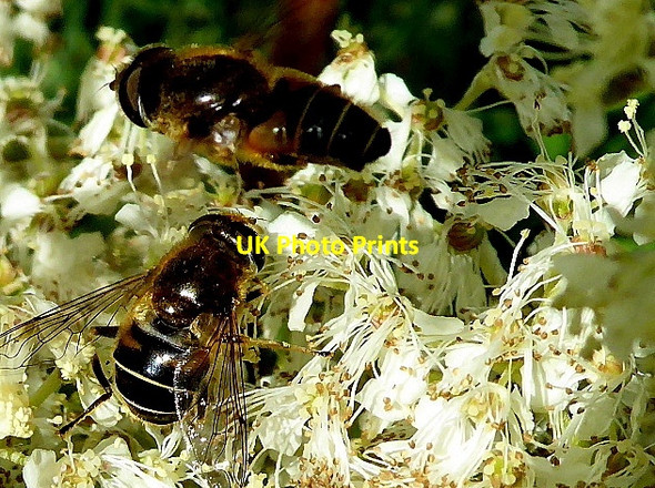 Photo 6"x4" Hoverflies, Mullaghmore Omagh c2017