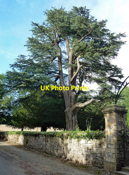 Photo 6"x4" Cedar near Shobdon Easthampton c2013