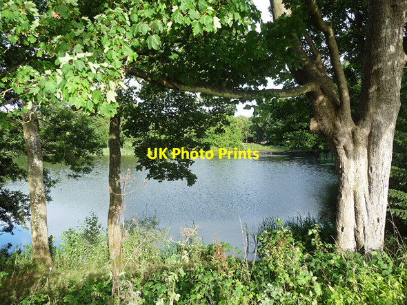 Photo 6"x4" Swan Pool, Shobdon Easthampton c2013