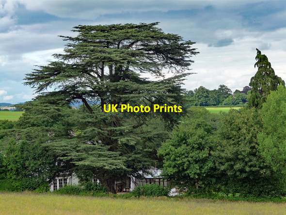 Photo 6"x4" Cedar near Peterstow Peterstow c2013