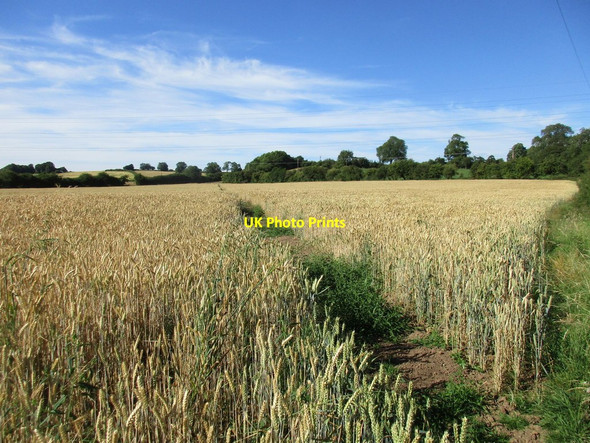 Photo 6"x4" Footpath to Corkhill Lane Southwell\/SK7053 c2017