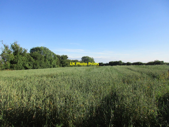 Photo 6"x4" A field of spring sown wheat Upton\/SK7354 c2017