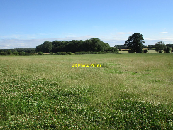 Photo 6"x4" View towards a plantation near Kirklington Kirklington\/SK6757 c2017