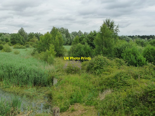 Photo 6"x4" Open woodland in the valley of the River Lark West Stow c2017