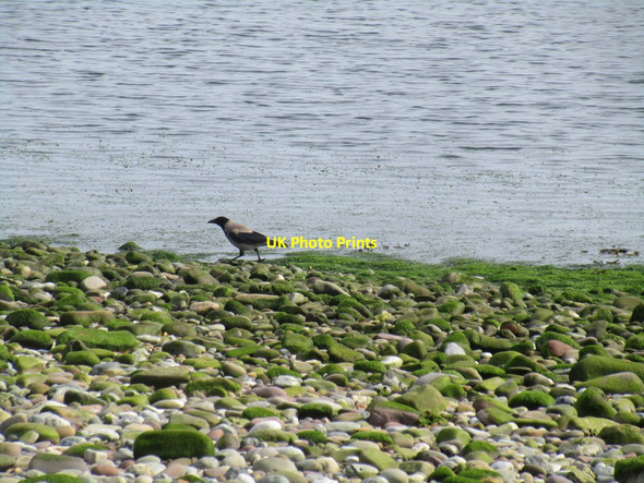Photo 6"x4" Hooded crow beachcombing at Ferrypoint Youghal c2017