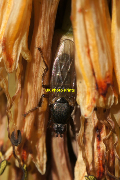 Photo 6"x4" The kelpfly Coelopa frigida, Baltasound Baltasound c2017