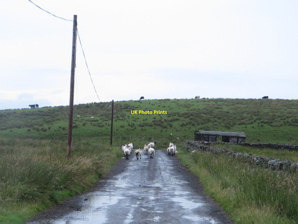 Photo 6"x4" Country road at Benks Hill Haltwhistle c2017