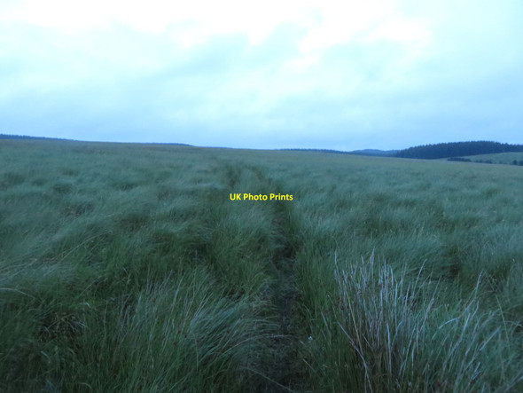 Photo 6"x4" Footpath west of Scotchcoulthard Rushey Hill c2017