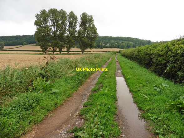 Photo 6"x4" Track to Ivy Thorn Manor Farm Dundon c2017