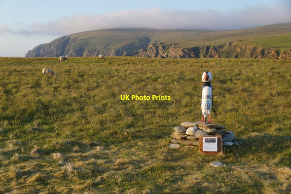 Photo 6"x4" The Unstfest Puffin 'Links', Burrafirth Burrafirth c2017