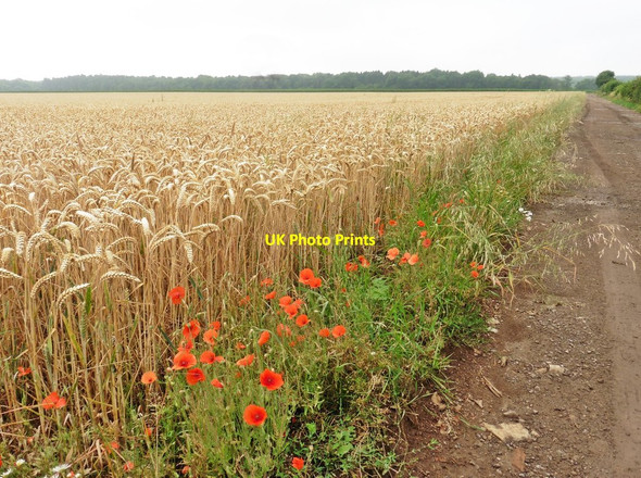 Photo 6"x4" Wheat field with poppies, near Kingweston Kingweston c2017
