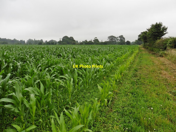 Photo 6"x4" Maize crop near Kingweston Kingweston c2017